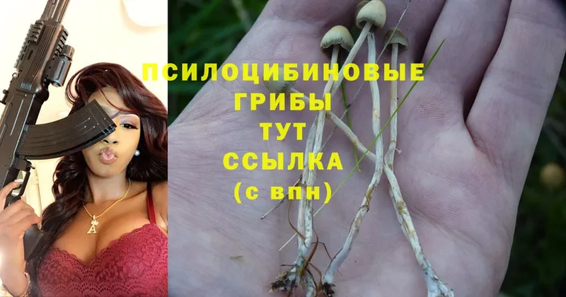 купить   Костомукша  Псилоцибиновые грибы Magic Shrooms 